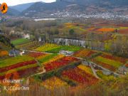 Viñedos en otoño-Petín
